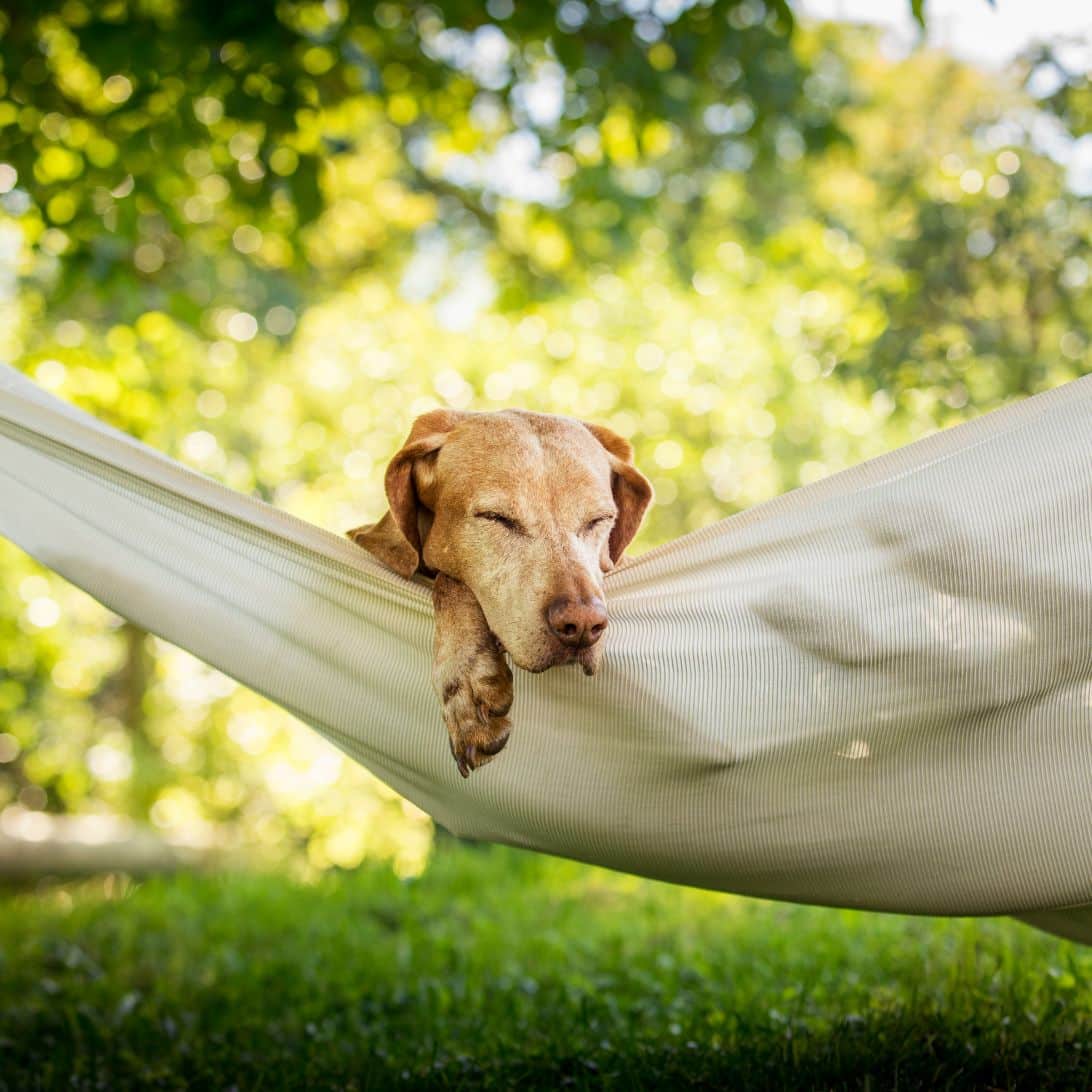 Hond slaapt in hangmat