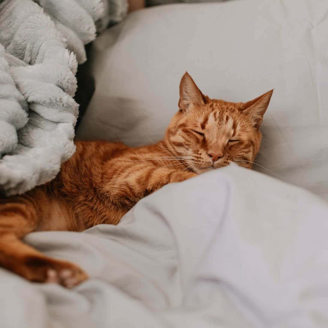 Kat onder de dekens