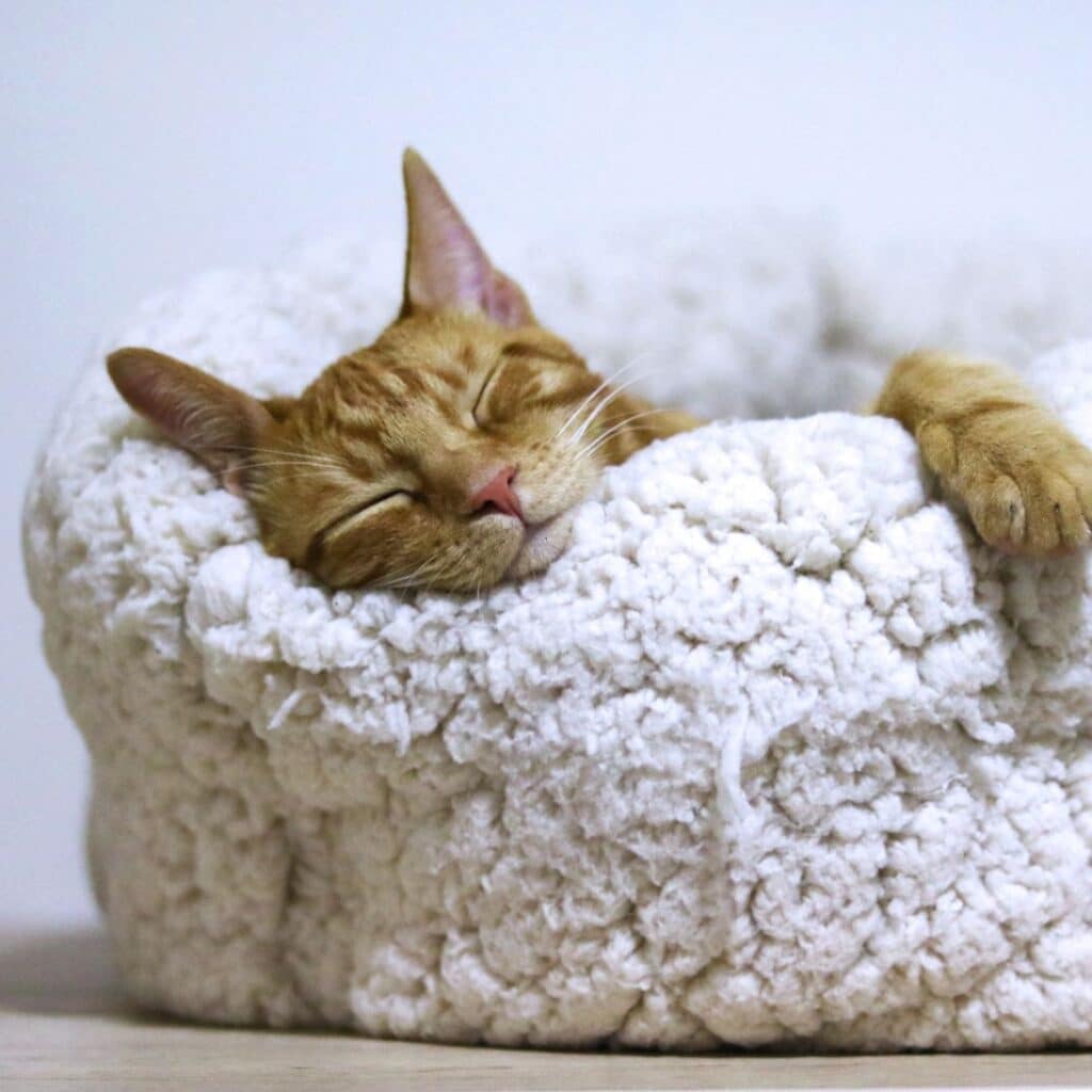 Slapende kat