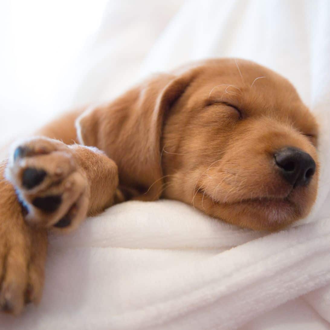 Slapende puppy