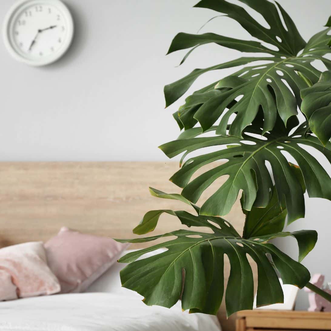 Slaapkamer met plant