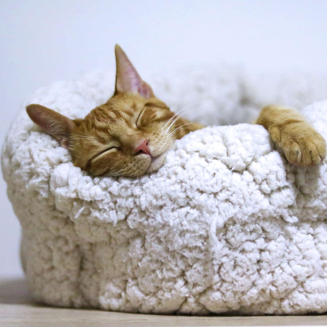 Kat ligt op dekentje van Sleepworld