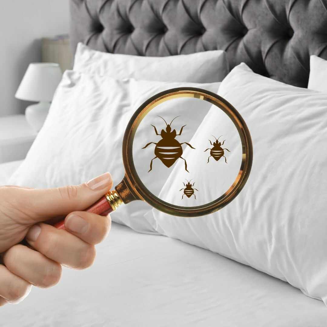 Bedbugs: wat u moet weten