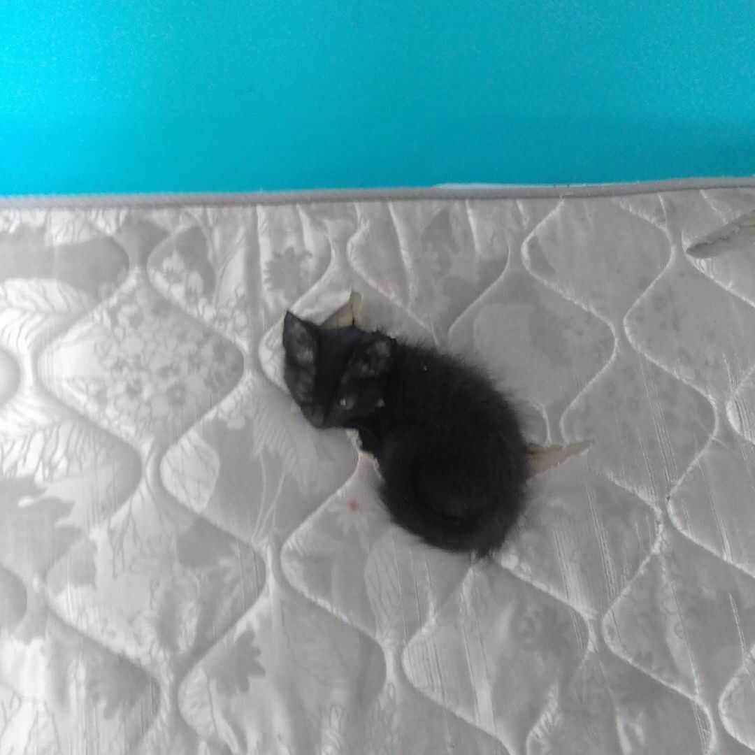 Verkocht matras met kat erin: een opmerkelijke fout