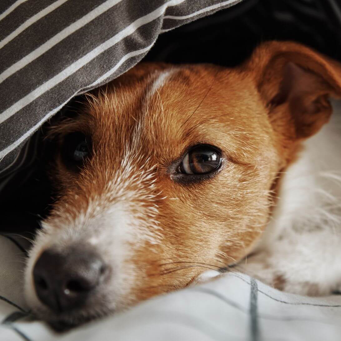 Hondje ligt onder dekens