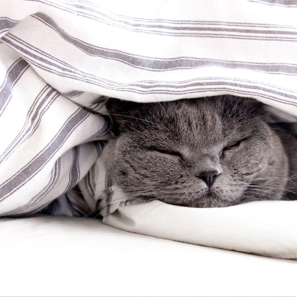 poes onder dekbed